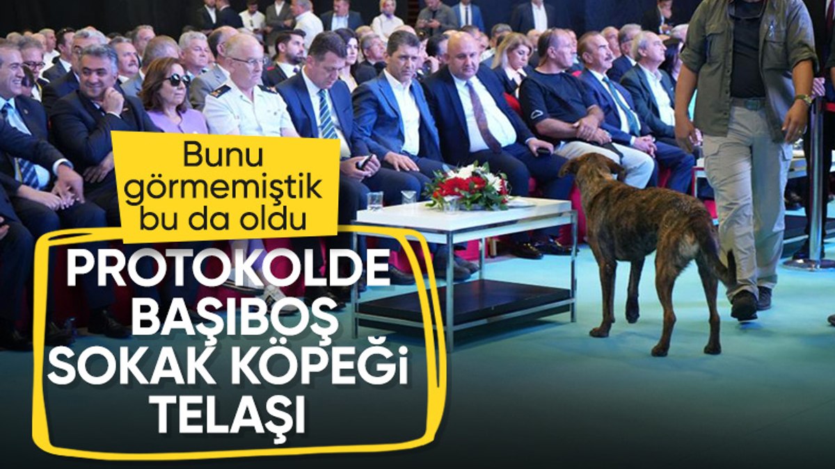Antalya’da başıboş köpek fuara daldı