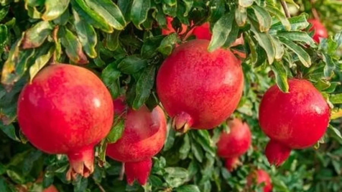 Ege’den 100 milyon dolarlık nar ihracatı!